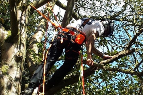 Carry Out Pruning Operations (Aerial) NPTC 307 Training Course Scotland